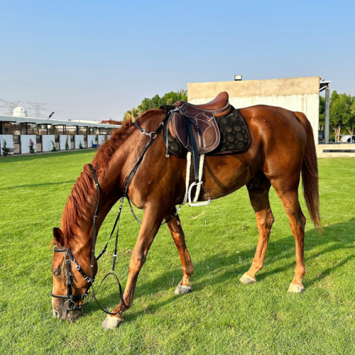 HM EQUESTRIAN CLUB