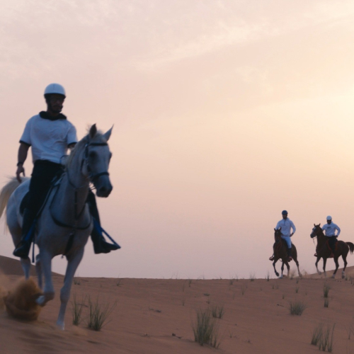 Al Jawhara Stables