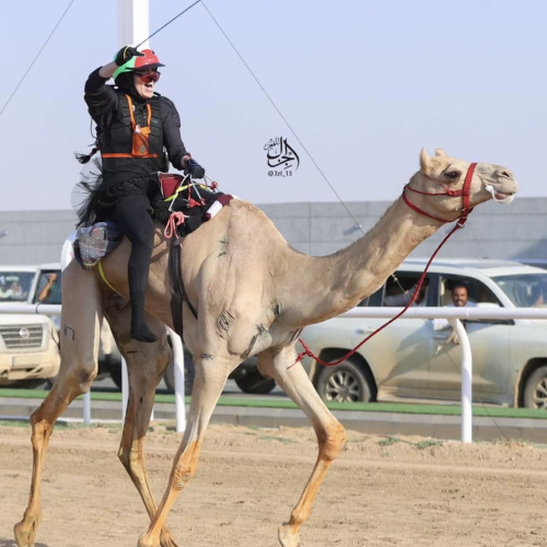 Arabian Desert Camel Riding Centre