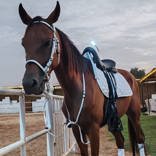 Sunset Stable