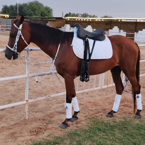 Sunset Stable