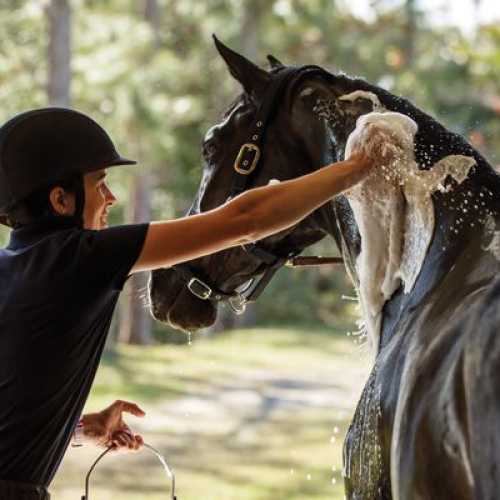 Mido Equestrian Club