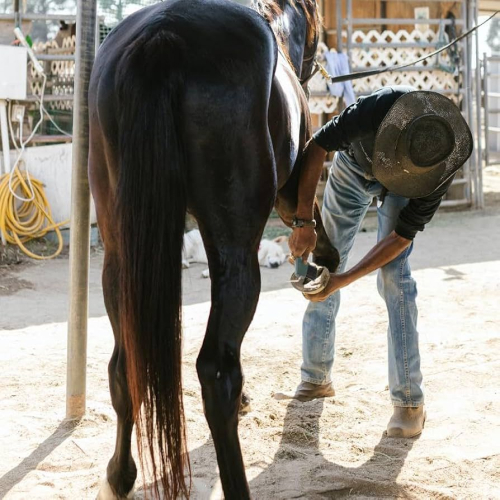 Mido Equestrian Club