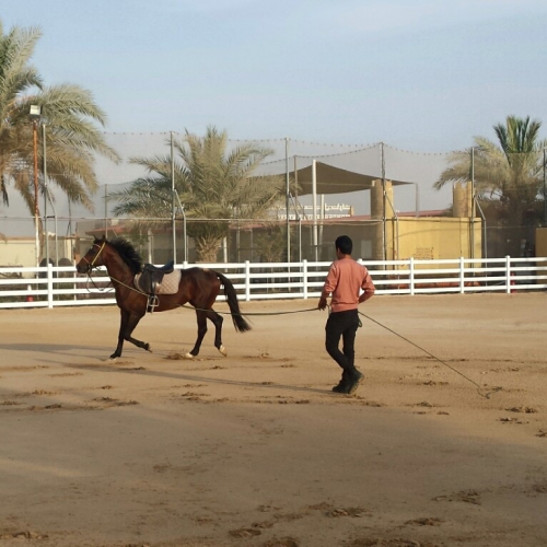 yrm equestrian club