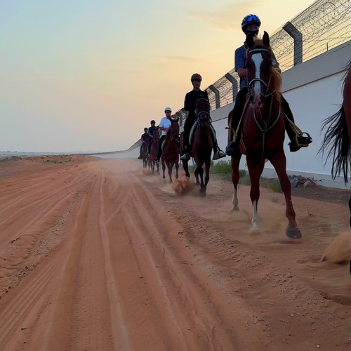 Al Jawhara Stables