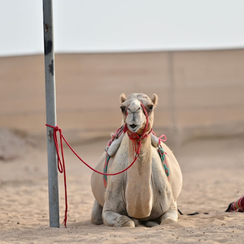 Arabian Desert Camel Riding Centre